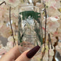 Dragon Ball Glass